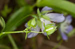 Largeflower baby blue eyes